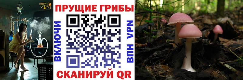 МЕГА ТОР  Ялуторовск  Галлюциногенные грибы мухоморы 